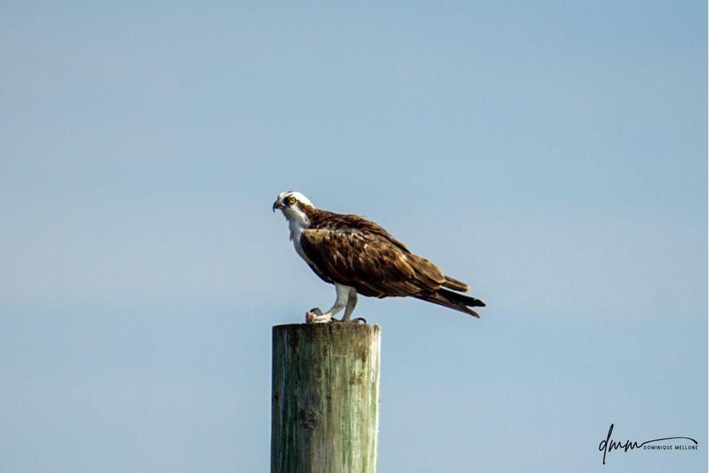 Osprey- Holding Fish 1