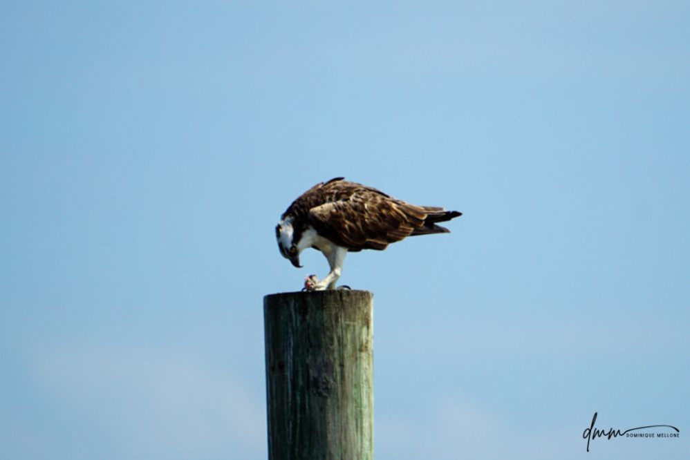 Osprey- Holding Fish 2