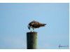 Osprey- Holding Fish 2