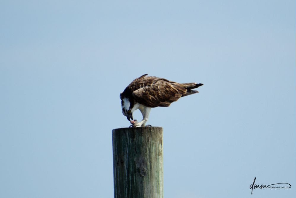 Osprey- Holding Fish 3