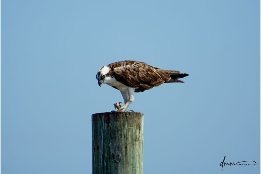 Osprey- Holding Fish 4