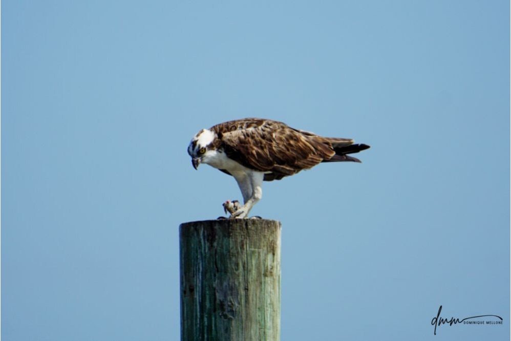 Osprey- Holding Fish 4
