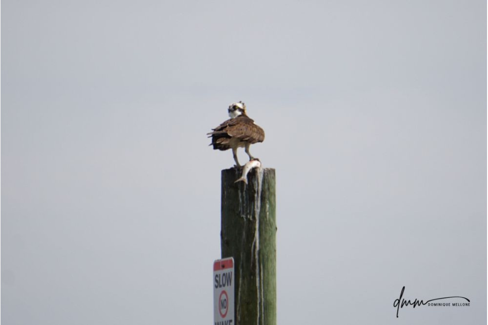 Osprey- Holding Fish 5