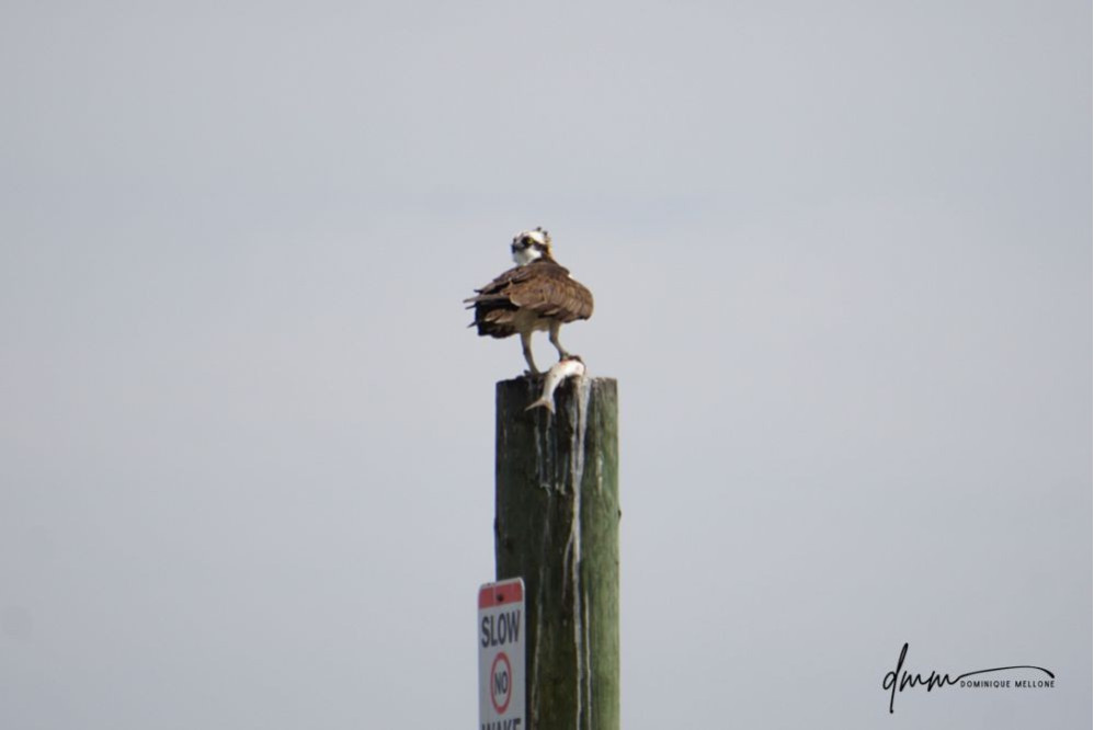 Osprey- Holding Fish 5