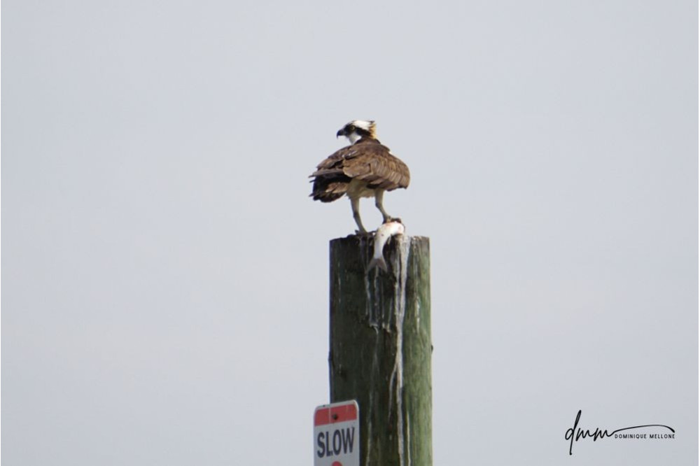 Osprey- Holding Fish 6