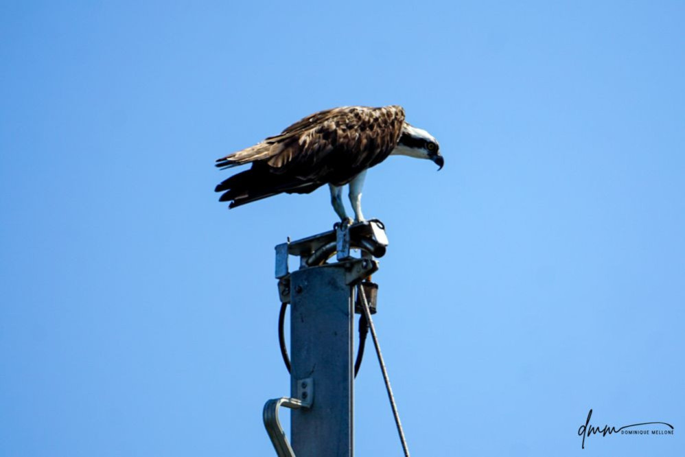 Osprey- On Mast 1