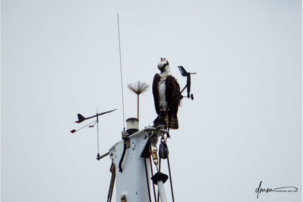 Osprey- On Mast 2