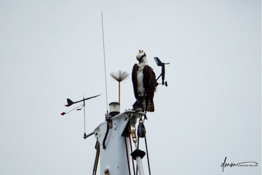 Osprey- On Mast 2