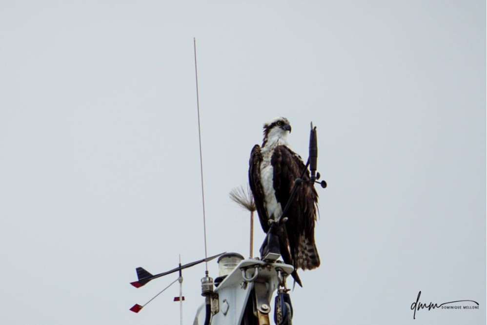 Osprey- On Mast 3
