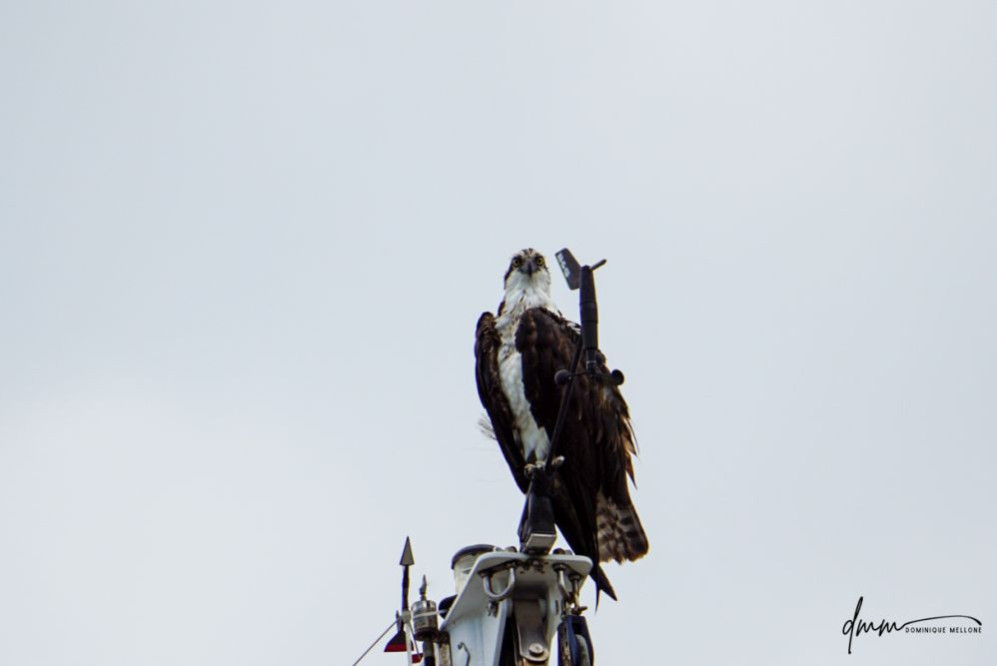 Osprey- On Mast 4