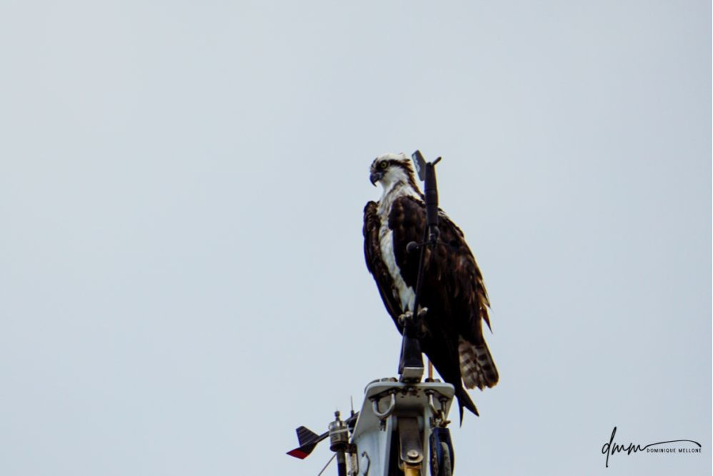 Osprey- On Mast 5