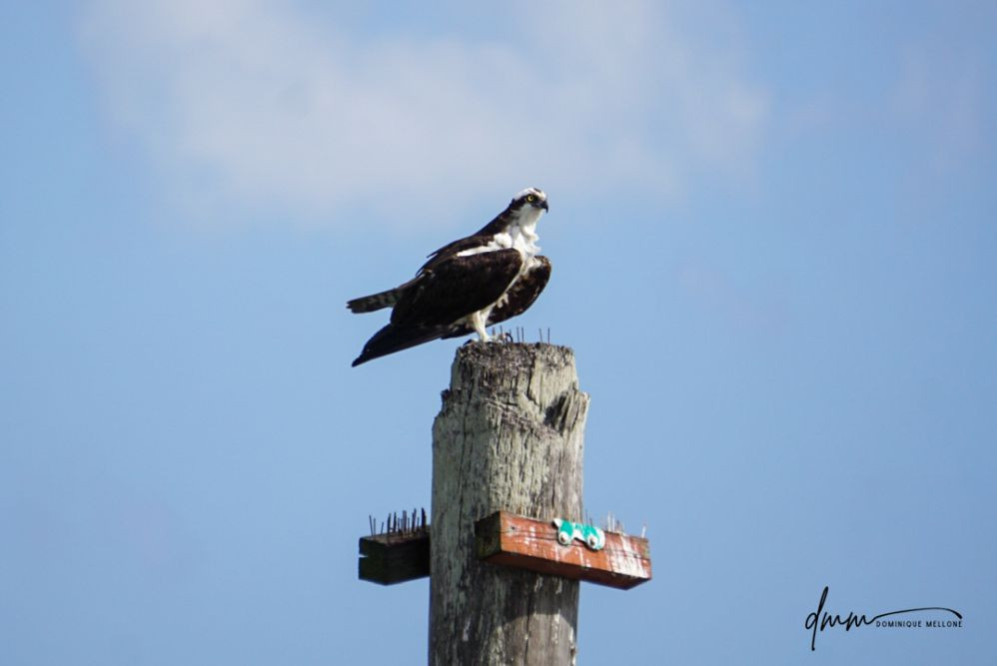 Osprey- On Post 1