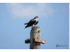 Osprey- On Post 1