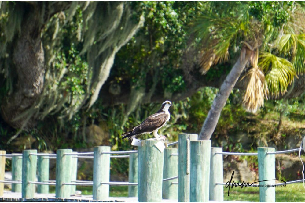 Osprey- On Post 2