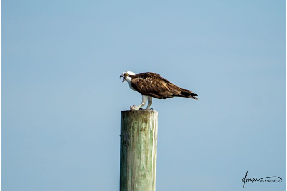 Osprey- Screeching 1