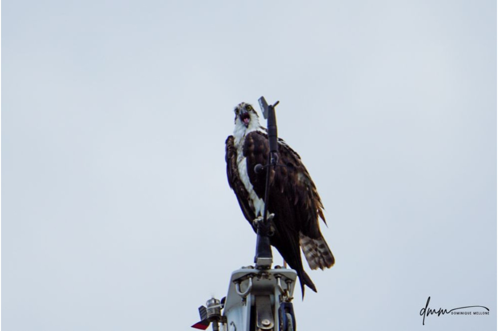 Osprey- Screeching 2