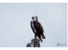Osprey- Screeching 2