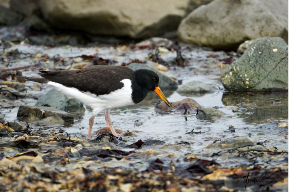 Oyster Catcher 1