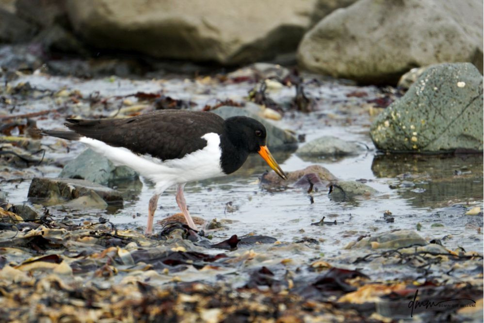 Oyster Catcher 1
