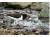 Oyster Catcher 1