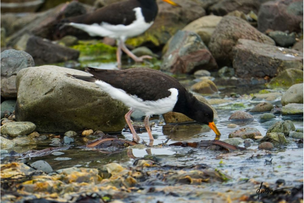 Oyster Catcher 2