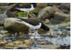 Oyster Catcher 2