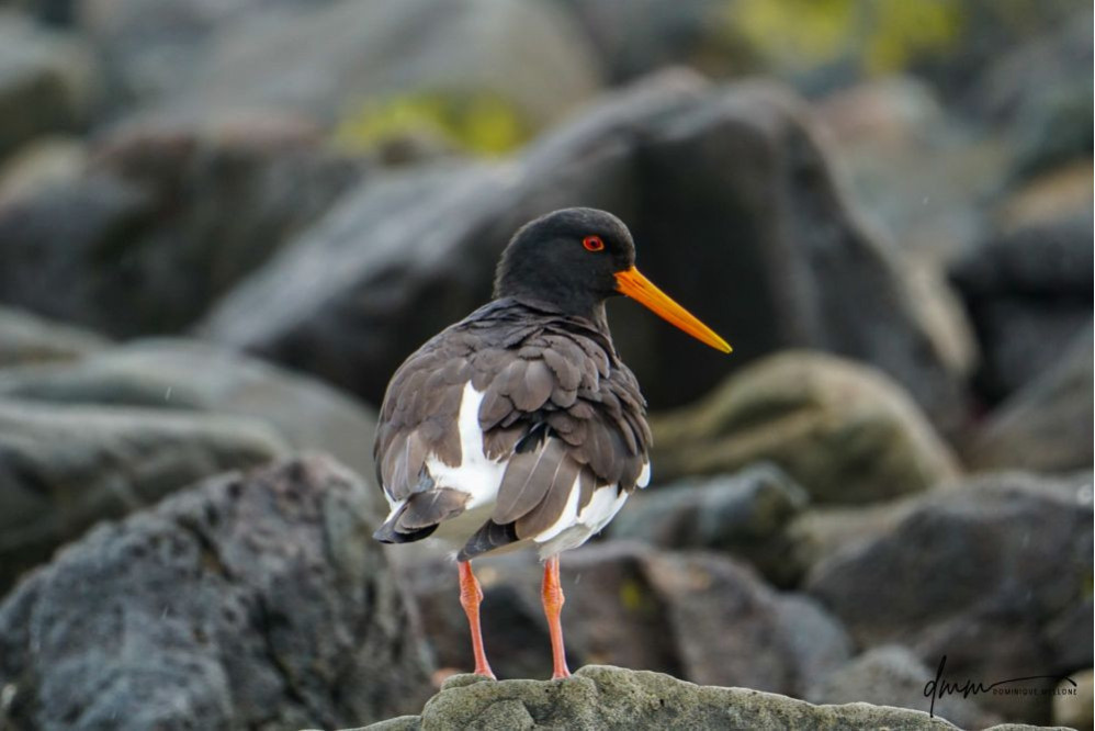 Oyster Catcher 3