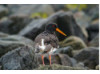 Oyster Catcher 3