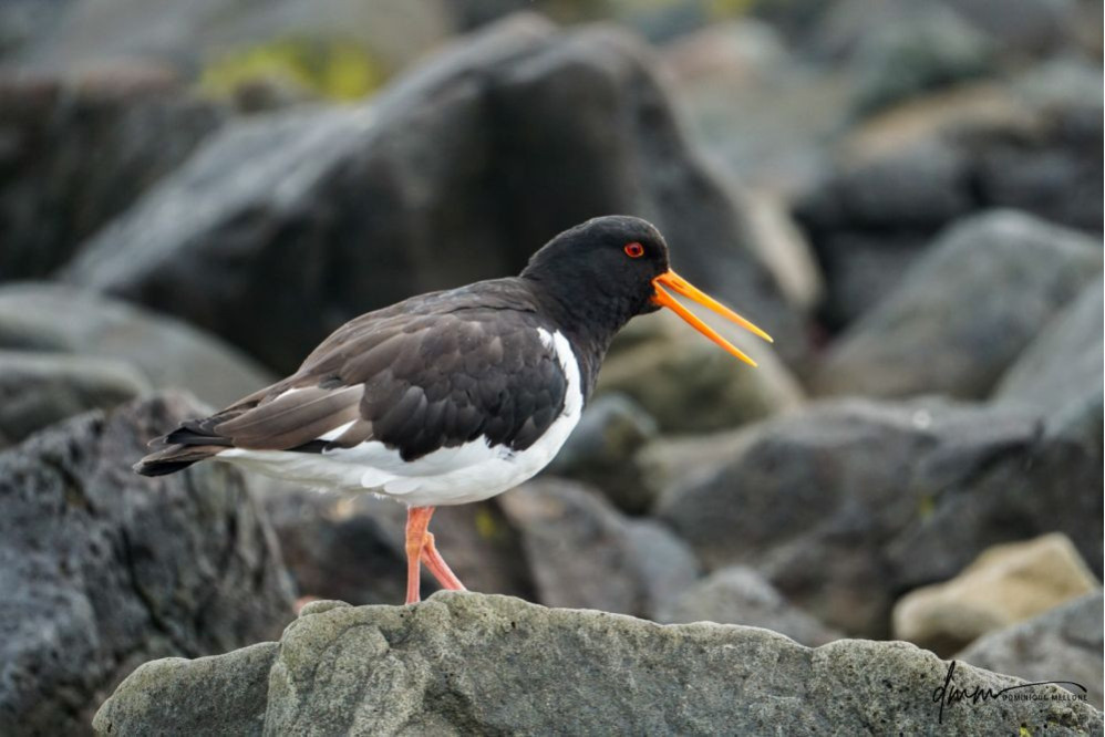 Oyster Catcher 4