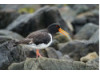 Oyster Catcher 4