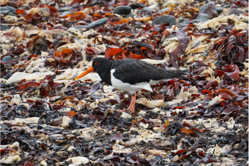 Oyster Catcher- on Seaweed 1