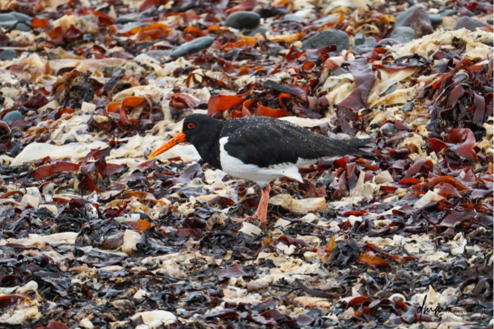 Oyster Catcher- on Seaweed 1