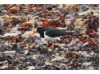 Oyster Catcher- on Seaweed 1