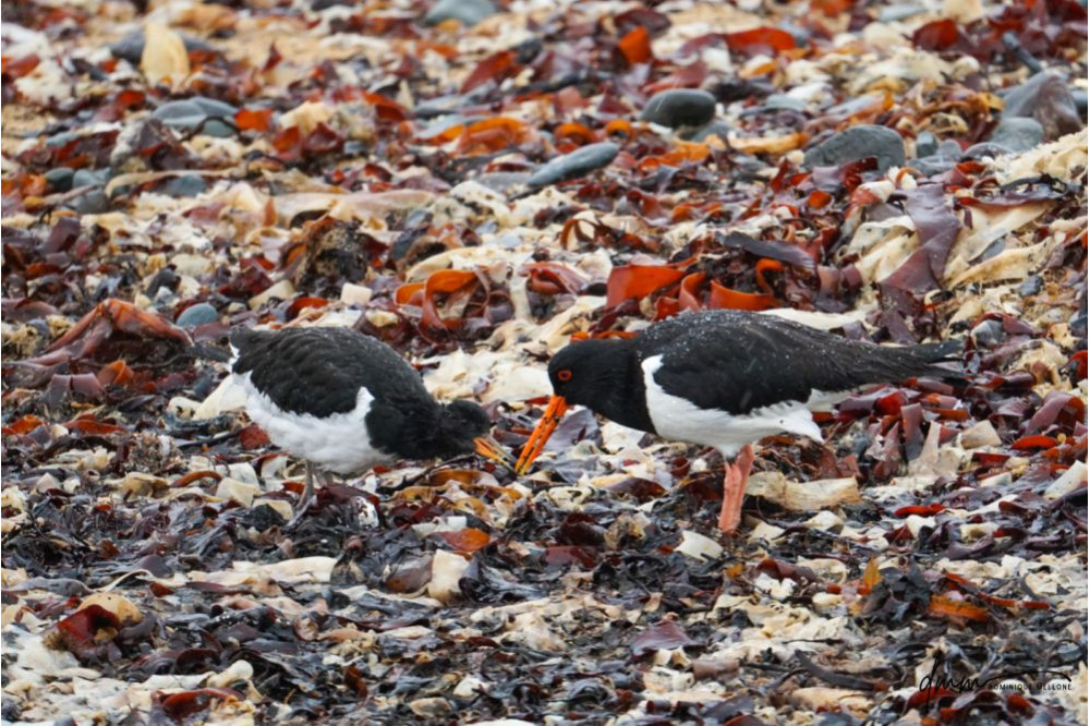 Oyster Catcher- on Seaweed 2
