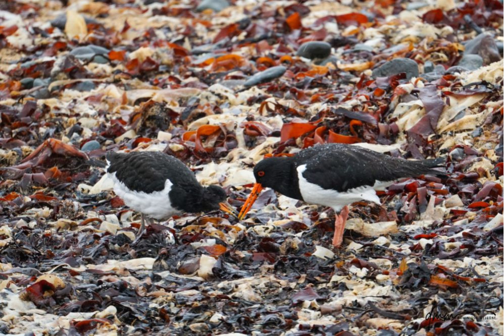 Oyster Catcher- on Seaweed 2
