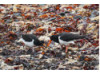 Oyster Catcher- on Seaweed 2