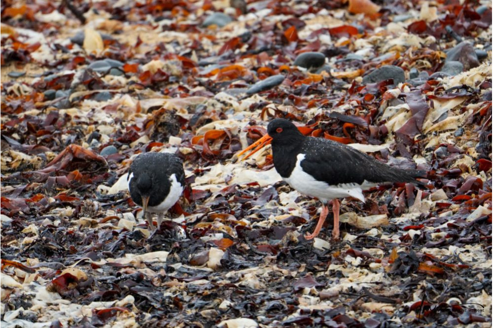 Oyster Catcher- on Seaweed 3