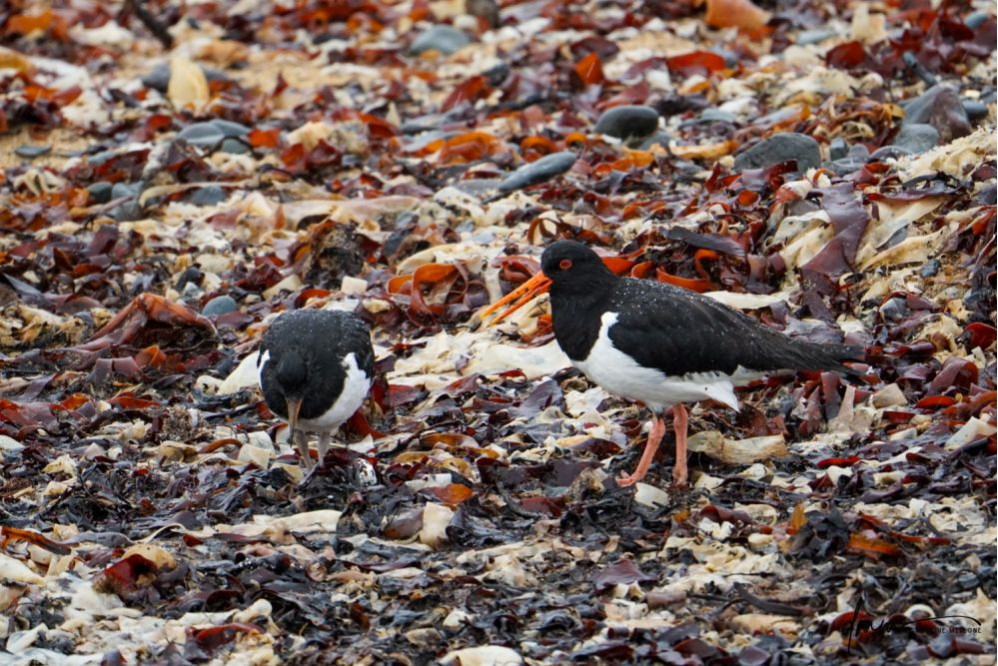 Oyster Catcher- on Seaweed 3