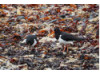 Oyster Catcher- on Seaweed 3