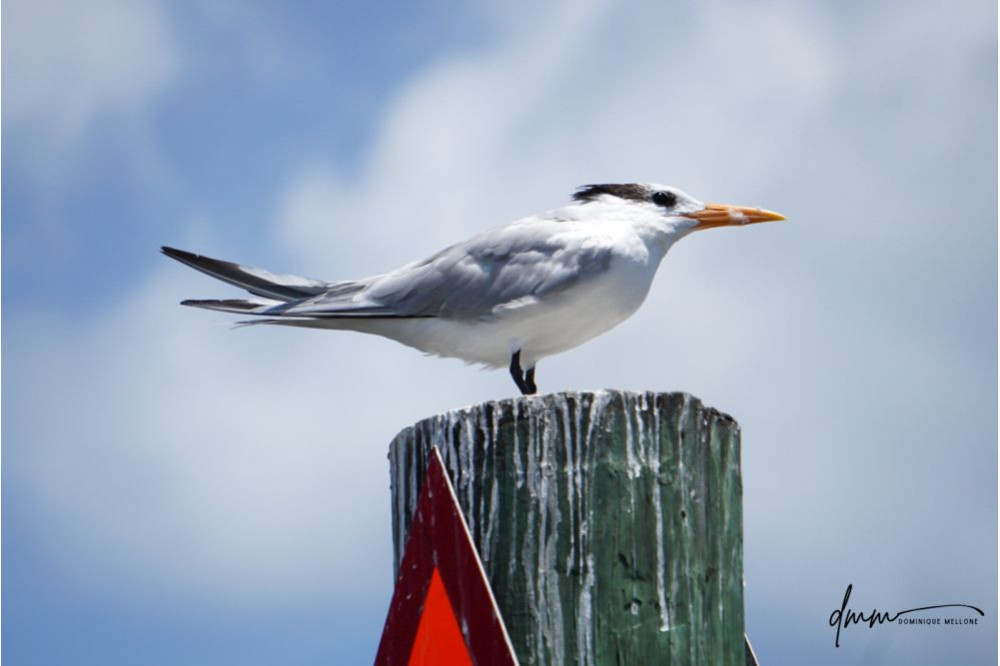 Royal Tern 1