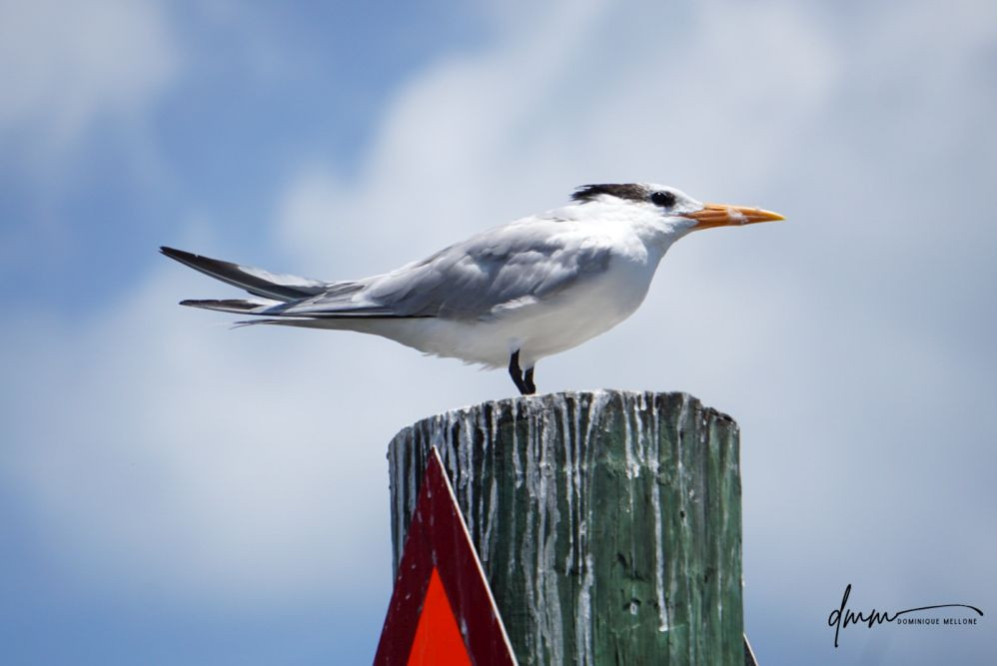 Royal Tern 1
