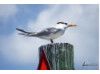 Royal Tern 1