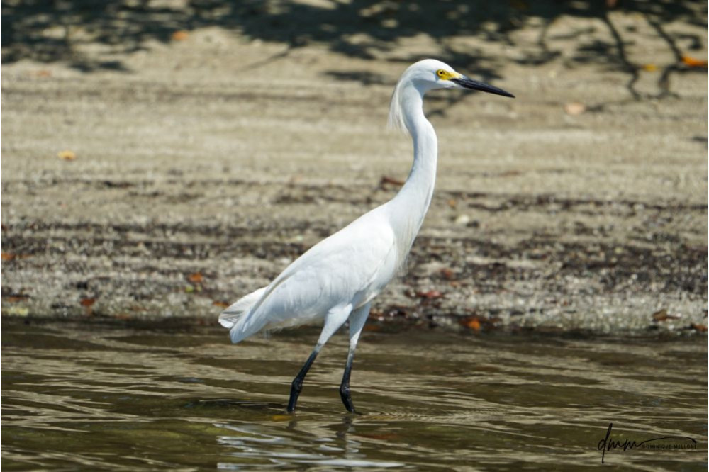 Snowy Egret 1