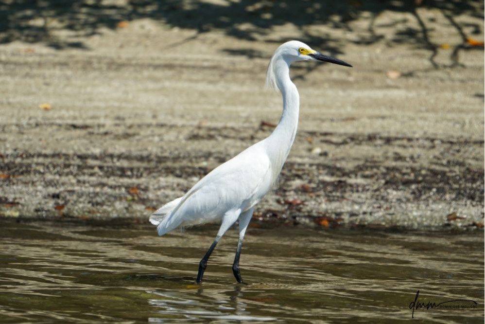 Snowy Egret 1
