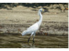 Snowy Egret 1
