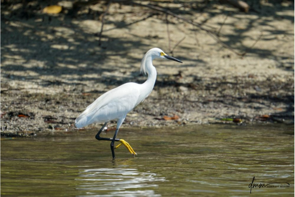 Snowy Egret 2