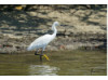 Snowy Egret 2