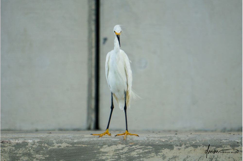 Snowy Egret 3