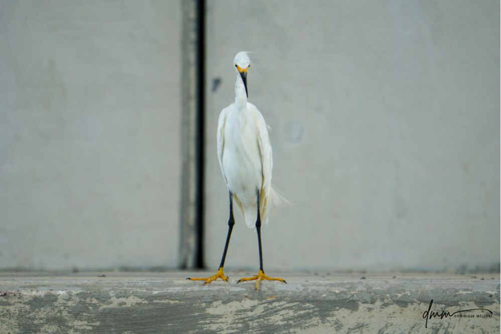 Snowy Egret 3