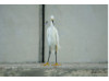 Snowy Egret 3